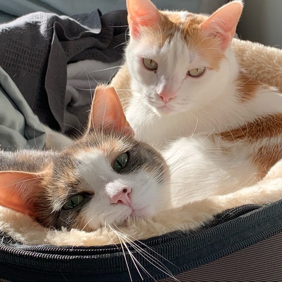 Lilly - Picture 10 of 10